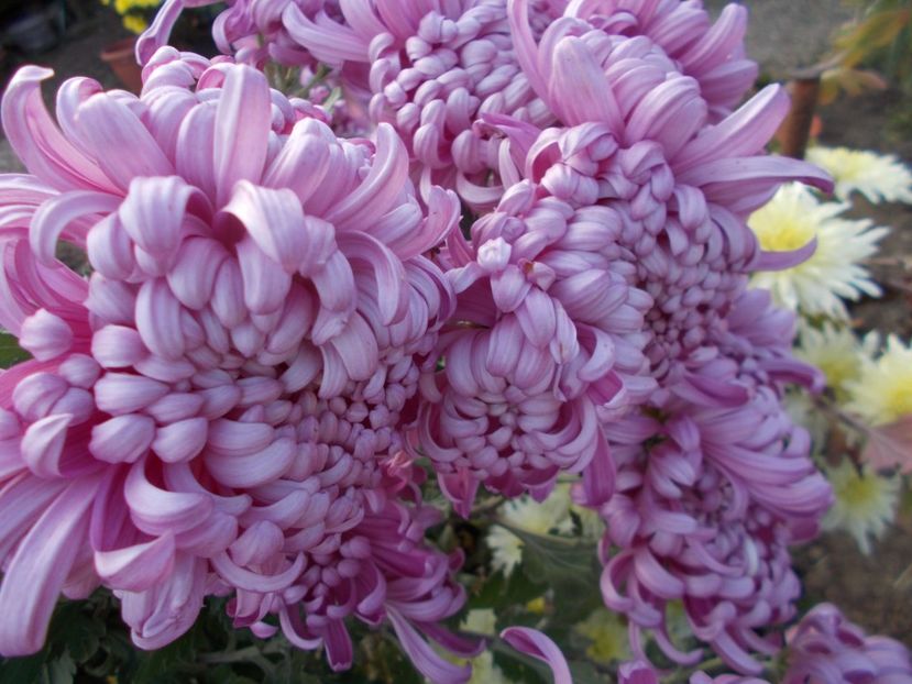  - CRIZANTEME SI TUFANELE 2018