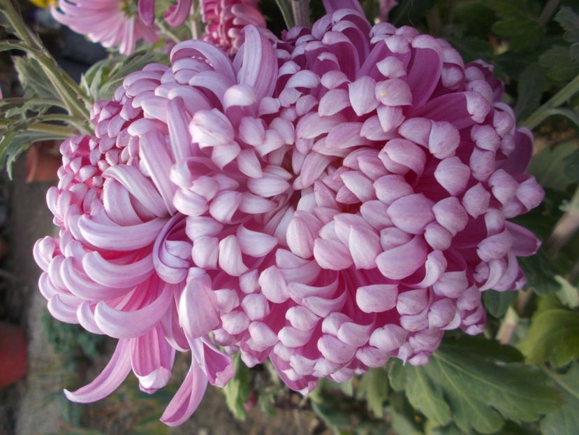  - CRIZANTEME SI TUFANELE 2018