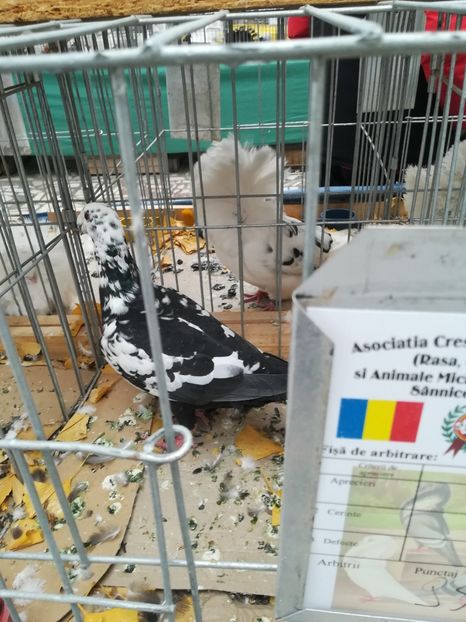  - Expo Cupa Banatului 2018 - Sânnicolau Mare