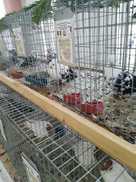  - Expo Cupa Banatului 2018 - Sânnicolau Mare