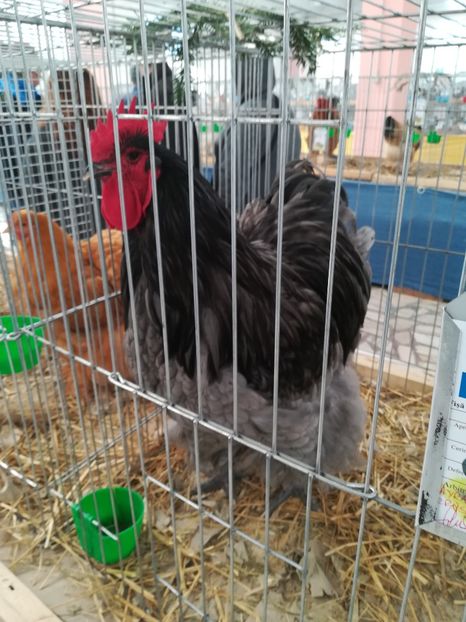  - Expo Cupa Banatului 2018 - Sânnicolau Mare