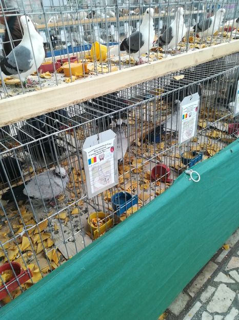  - Expo Cupa Banatului 2018 - Sânnicolau Mare