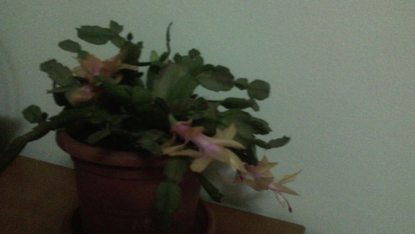 18.11.2018 - Schlumbergera 2014-2020