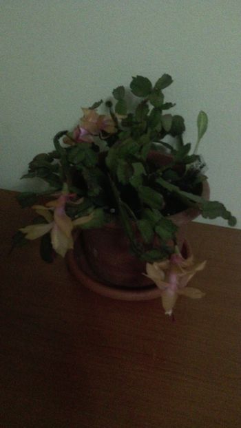  - Schlumbergera 2014-2020