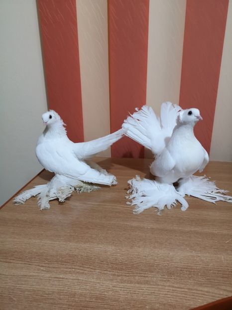  - Porumbei Siberieni