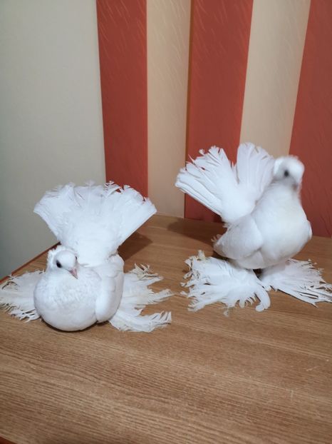  - Porumbei Siberieni