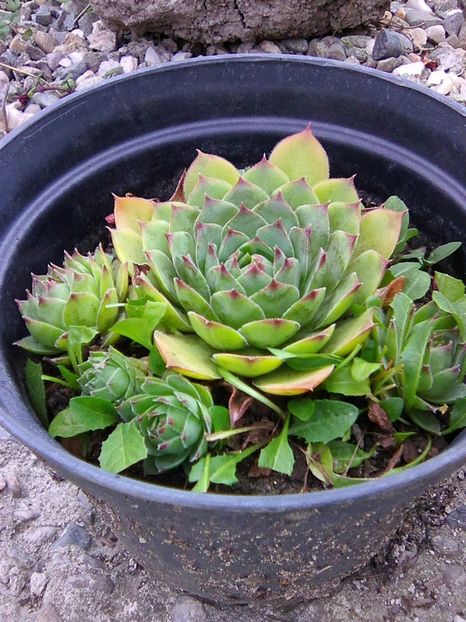 Photo0097 - Floricele 2018