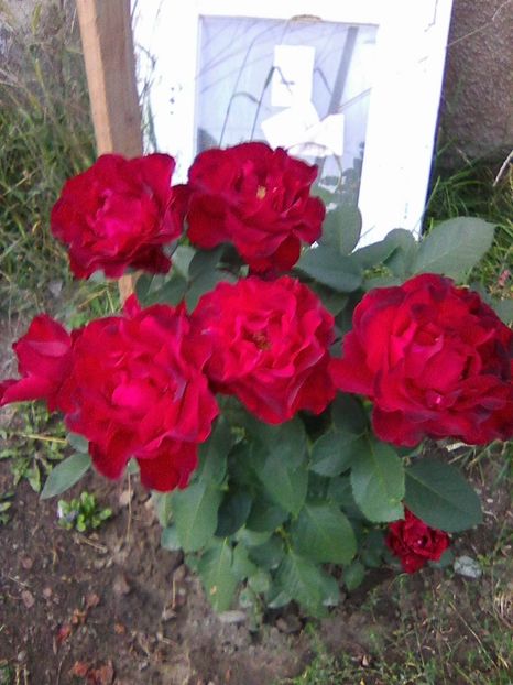 Photo0151 - Floricele 2018