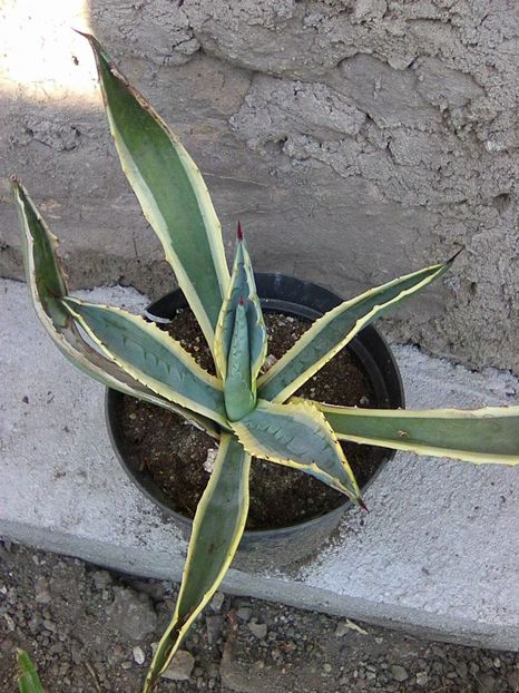 Photo0090 - Agave 2018