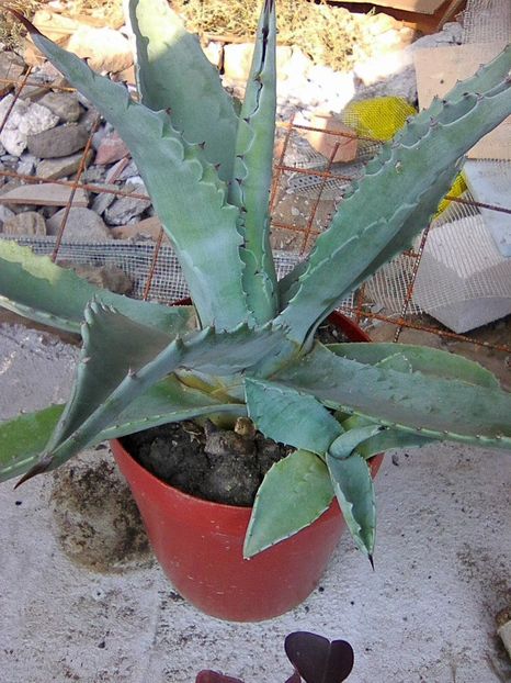 Photo0088 - Agave 2018