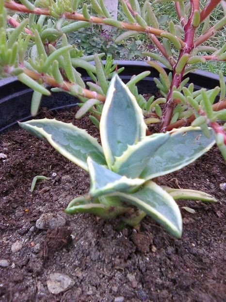 Photo0095 - Agave 2018