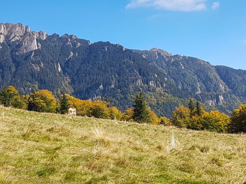  - 06 - Cheia - Muntele Roșu - nov 2018