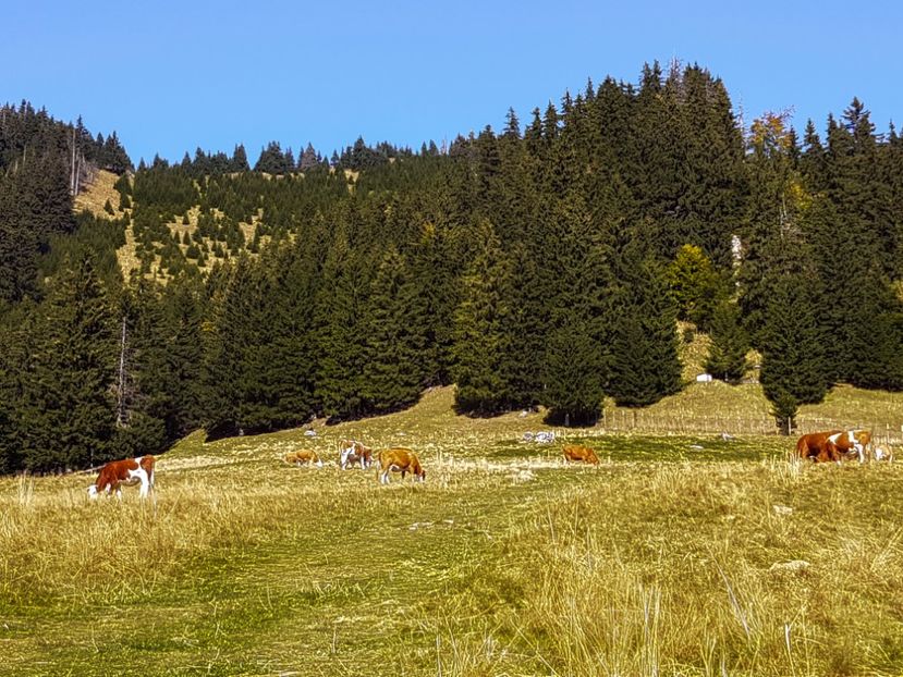 Muntele Roșu - 06 - Cheia - Muntele Roșu - nov 2018