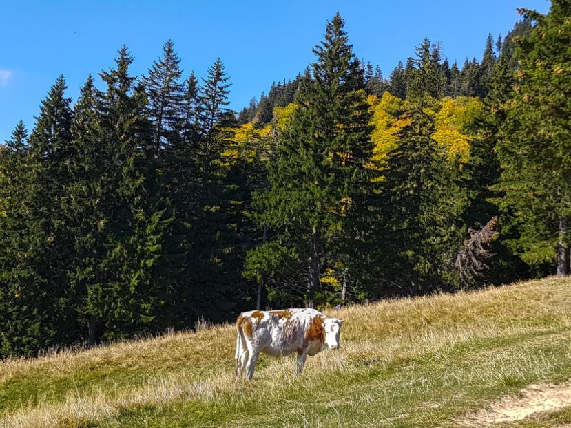 Milka - 06 - Cheia - Muntele Roșu - nov 2018