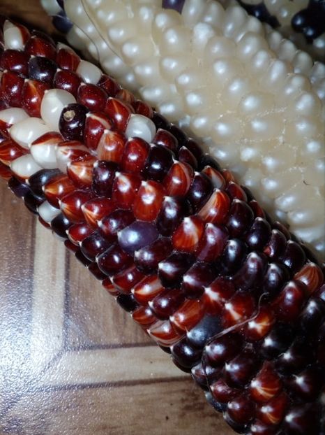  - SEMINTE PORUMB POPCORN - P 20