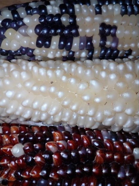  - SEMINTE PORUMB POPCORN - P 20