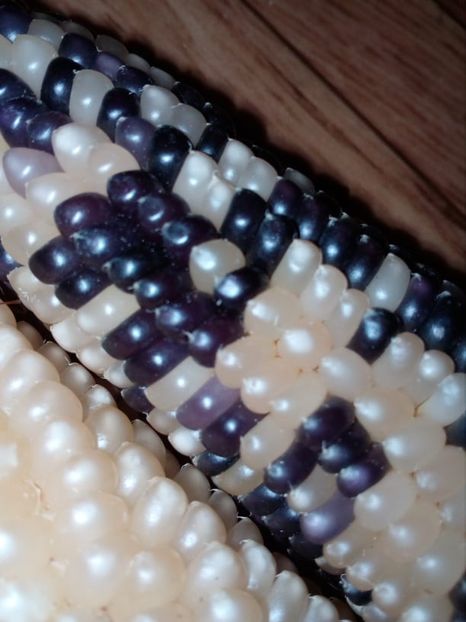  - SEMINTE PORUMB POPCORN - P 20