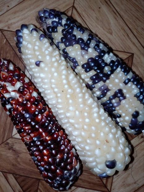  - SEMINTE PORUMB POPCORN - P 20