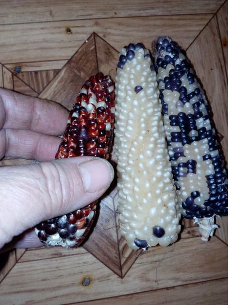  - SEMINTE PORUMB POPCORN - P 20