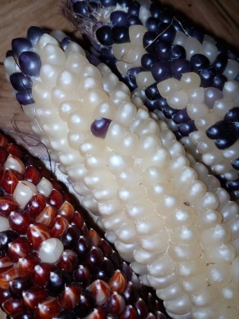  - SEMINTE PORUMB POPCORN - P 20