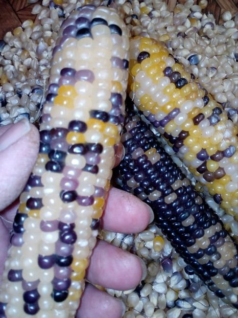  - SEMINTE PORUMB POPCORN - P 22