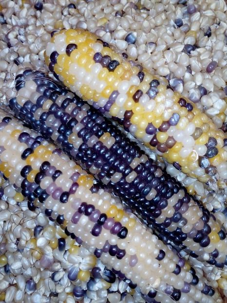  - SEMINTE PORUMB POPCORN - P 22