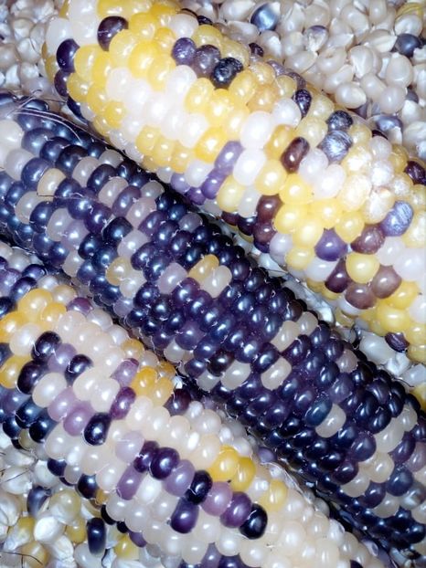  - SEMINTE PORUMB POPCORN - P 22