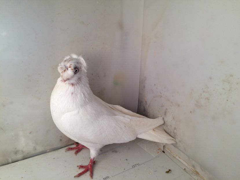 7078  femelă  2018_1 - pui 2018 BM