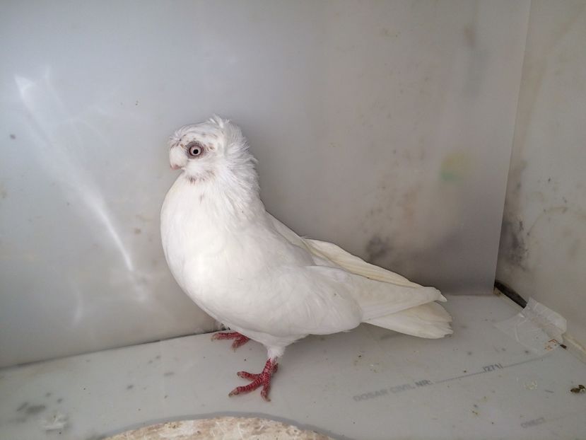 7078  femelă  2018_3 - pui 2018 BM