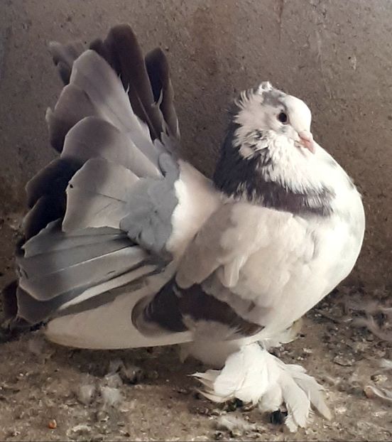  - Voltati indieni matca 2019