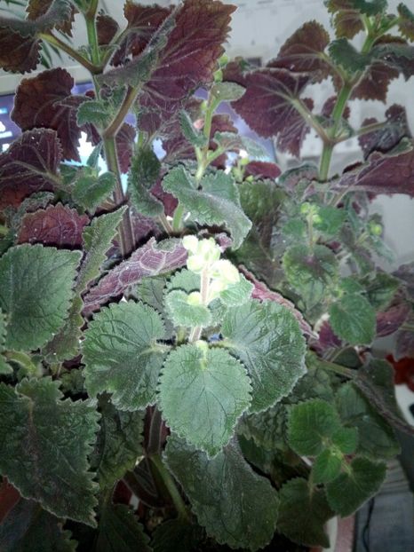  - Northwoods Sunburst