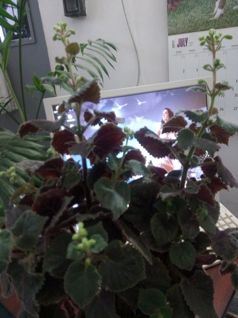  - Northwoods Sunburst