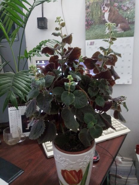  - Northwoods Sunburst