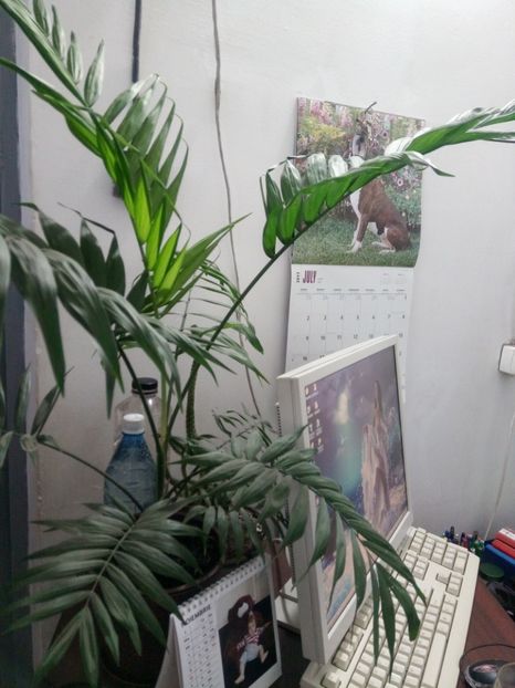  - Palmier-Chamaedorea elegans