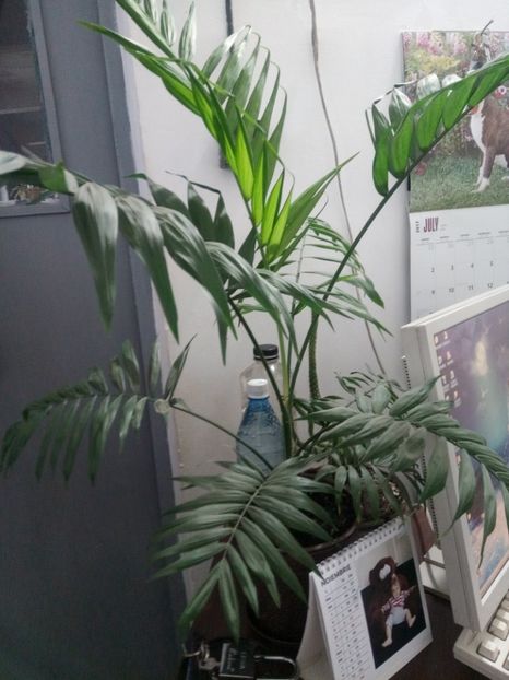  - Palmier-Chamaedorea elegans