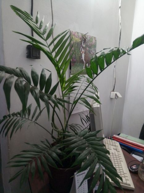  - Palmier-Chamaedorea elegans