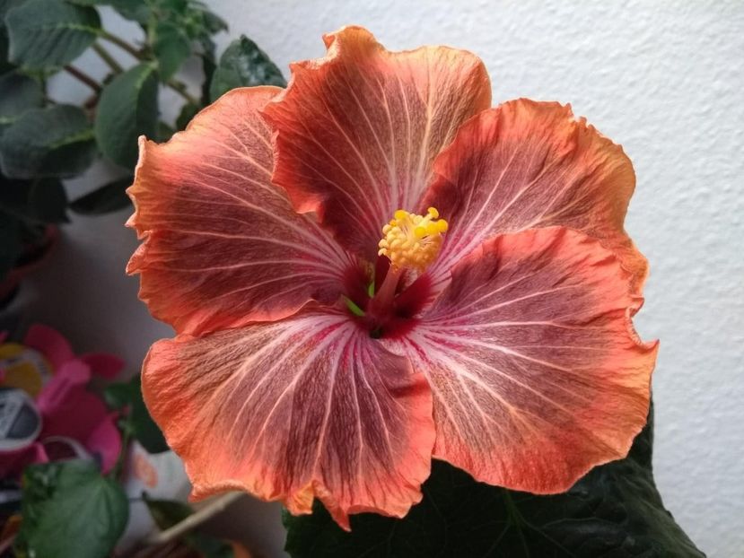  - Tahitian Brown Delight