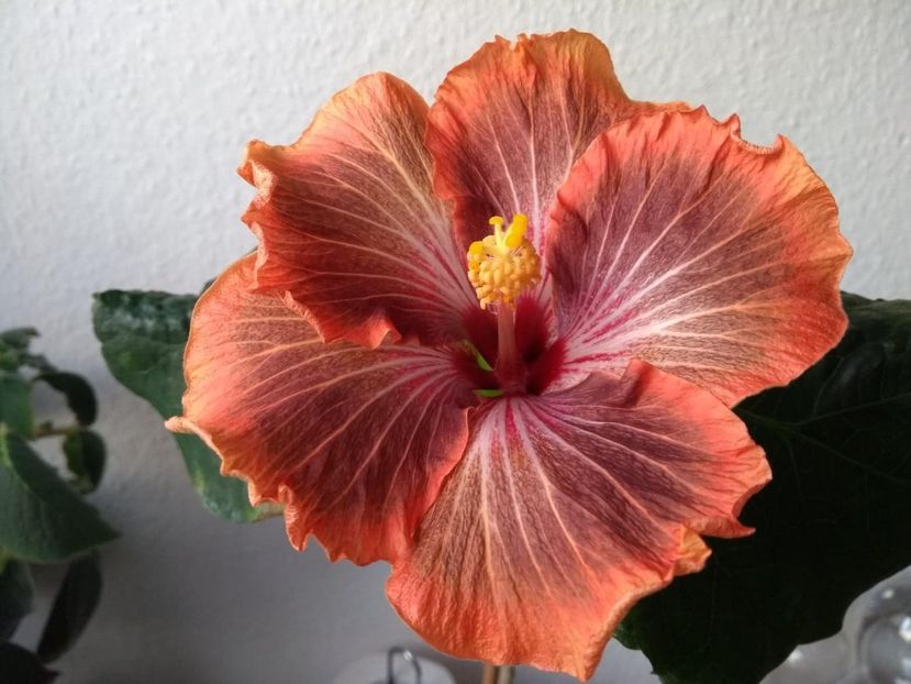  - Tahitian Brown Delight