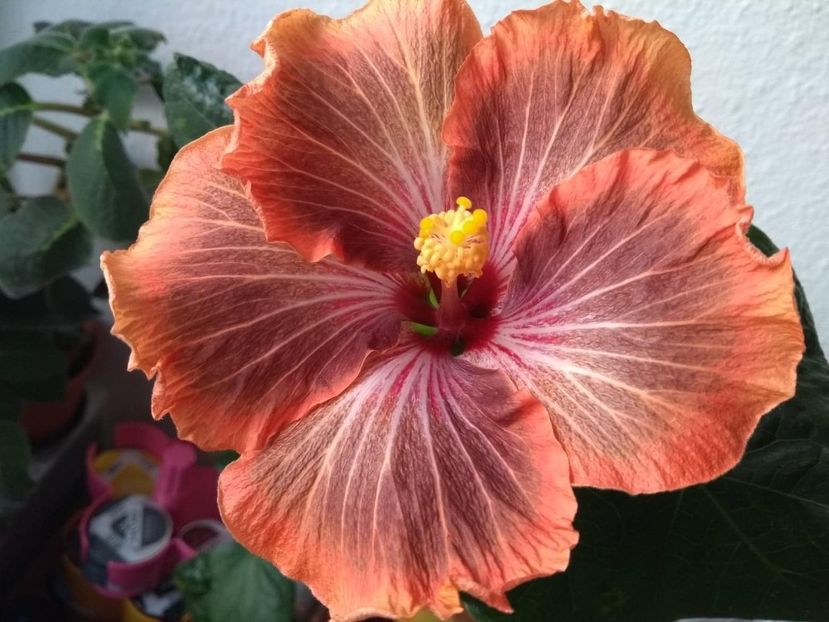  - Tahitian Brown Delight