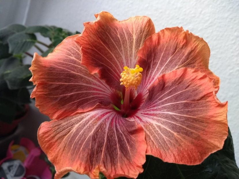  - Tahitian Brown Delight