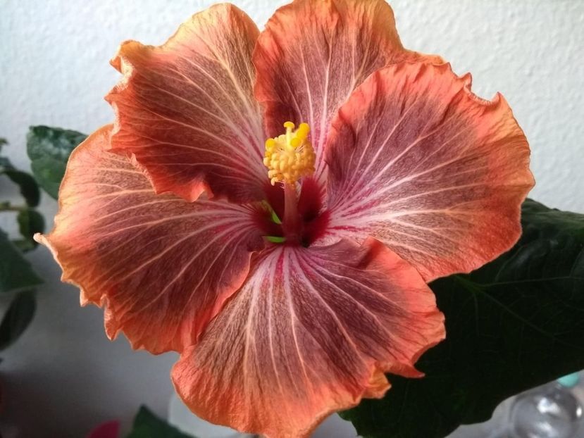  - Tahitian Brown Delight