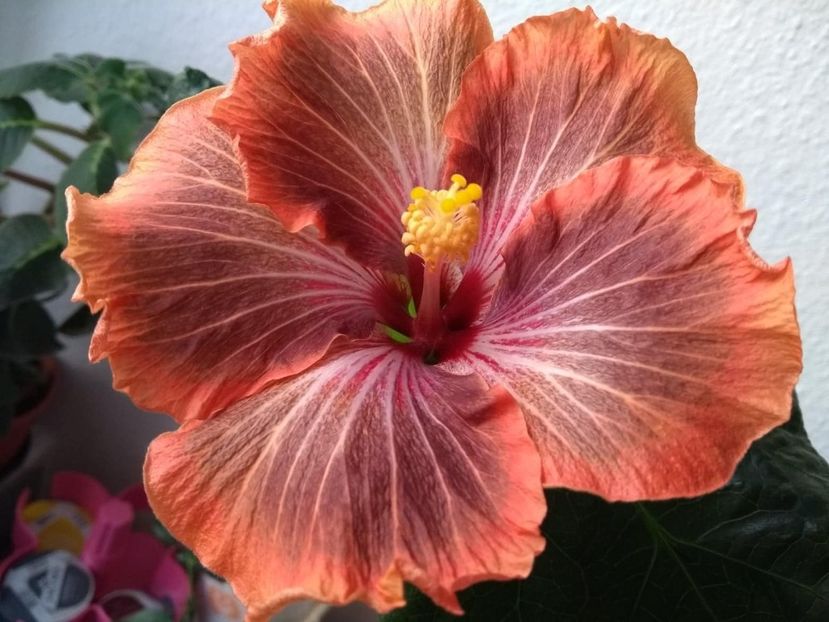 46502131_1757953477666462_5523386152347762688_n (1) - Tahitian Brown Delight