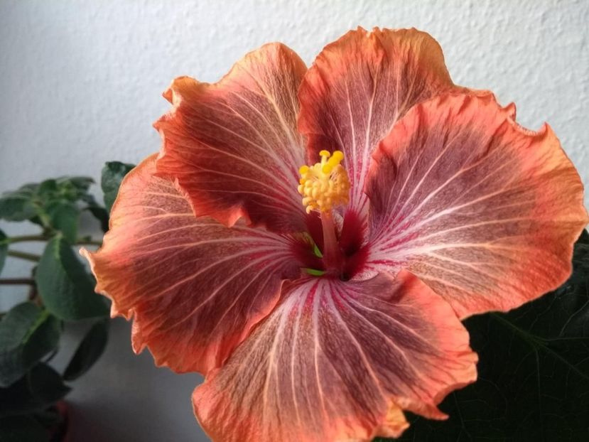  - Tahitian Brown Delight