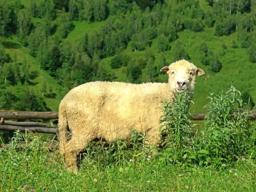  - 01 - Țara Bârsei