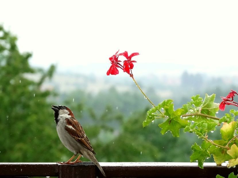  - 02 - Preduleț și Bran