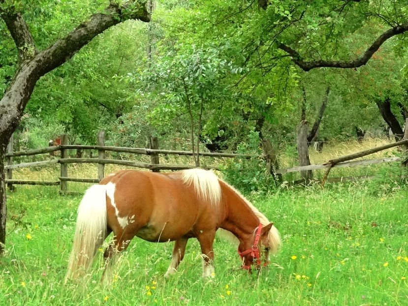  - 02 - Preduleț și Bran