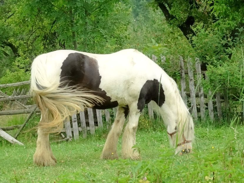  - 02 - Preduleț și Bran