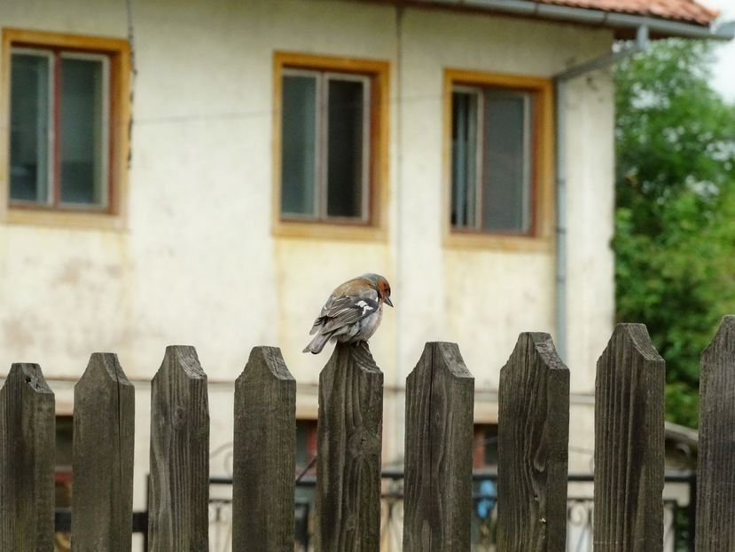  - 02 - Preduleț și Bran