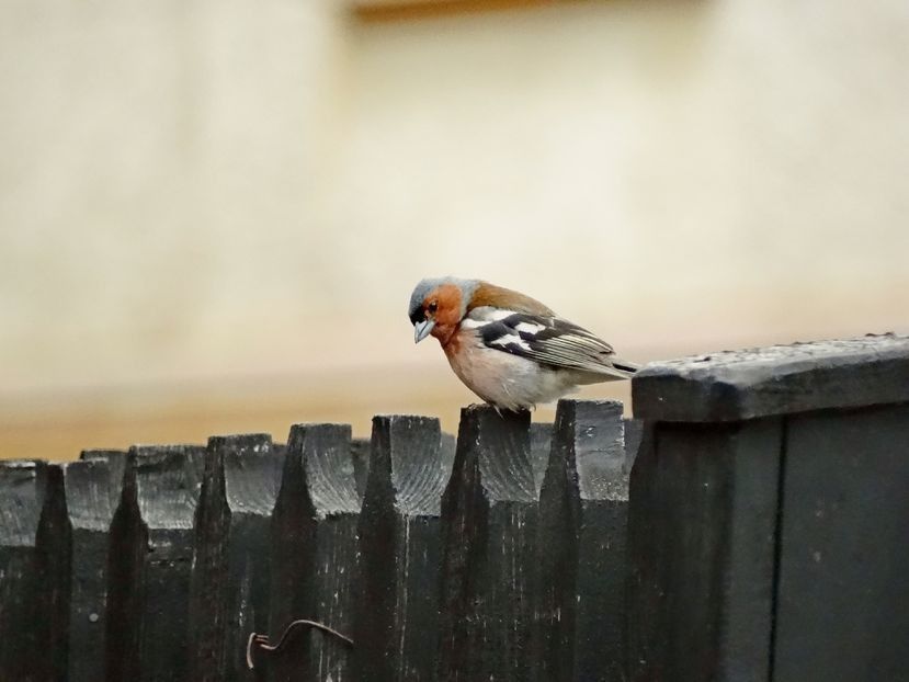  - 02 - Preduleț și Bran