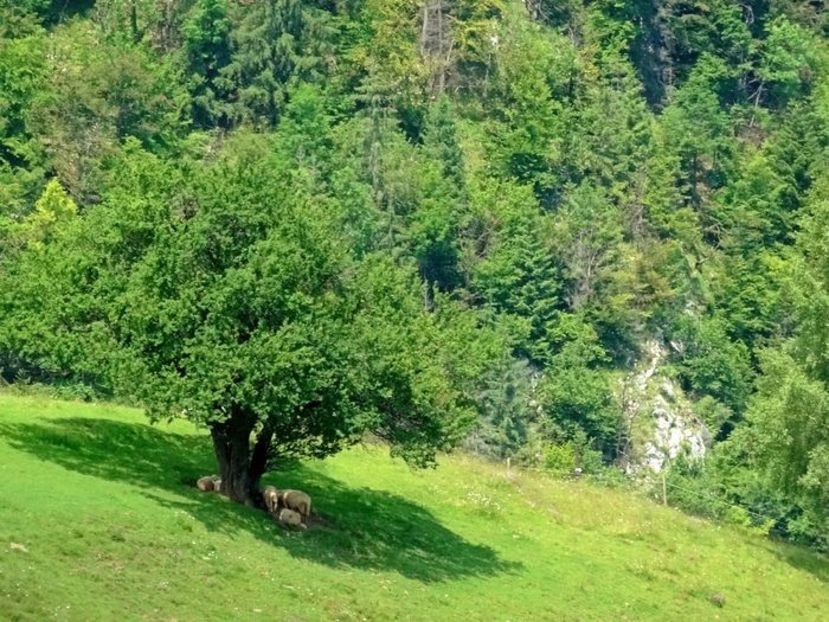  - 03 - Satele Măgura și Peștera